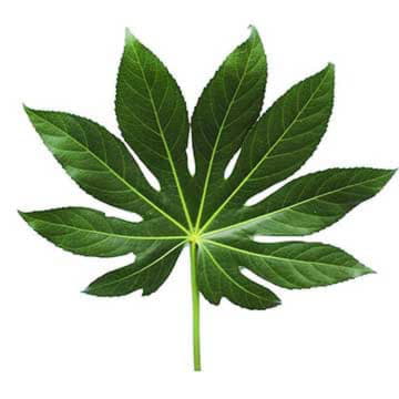 Листья аралия 60 см Santreyd 26376