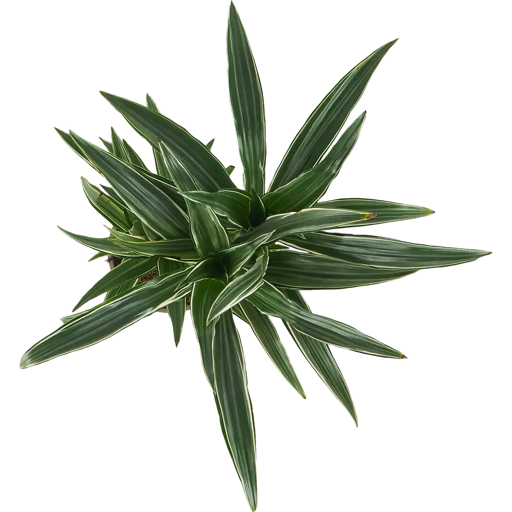 Santreyd Драцена Варнески — изящное тропическое растение с арочной листвой 85324830 STLM-0061445 - Вид №2