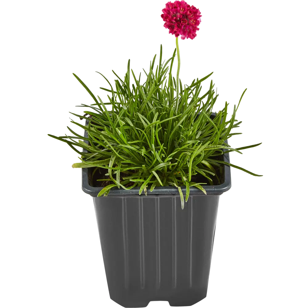 Армерия приморская Santreyd — пурпурное украшение сада 84845128 STLM-1495665