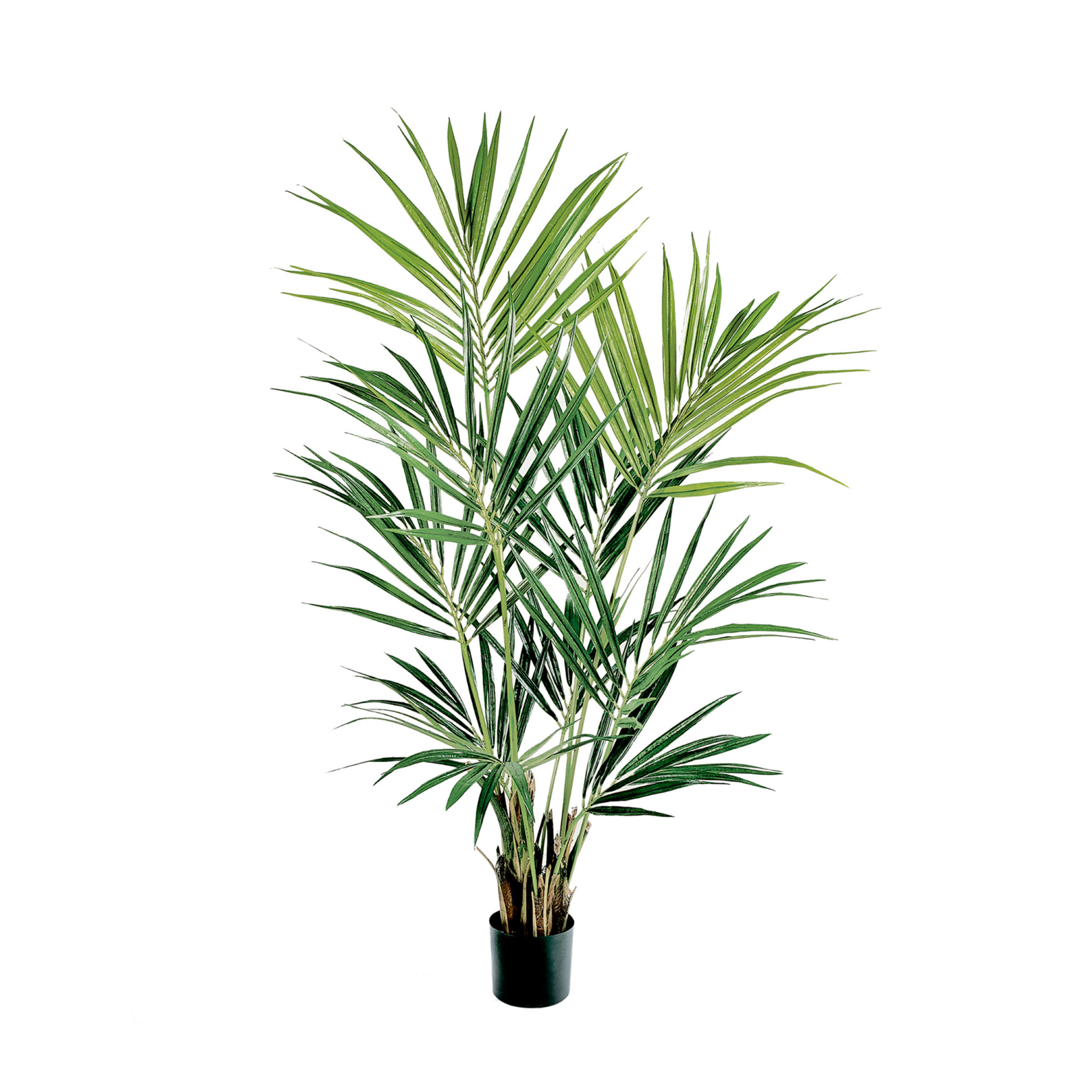 2000983189912 Пальма Кентия (Ховея) 200 см COSMO RED 