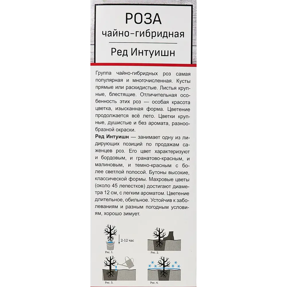 Роза чайно-гибридная «Ред Интуишн» 81951238 STLM-2150181 Santreyd  - Вид №4