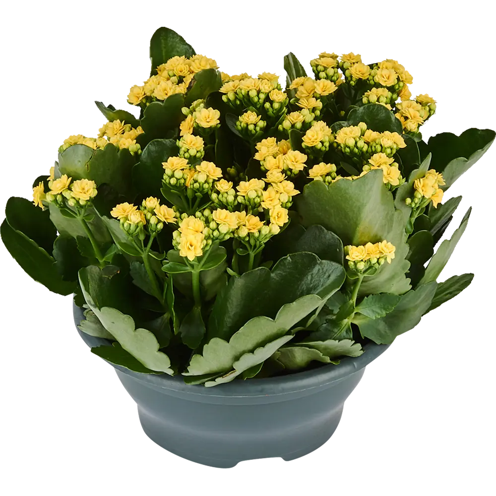 Каланхое Calandiva Mix, 30x23 см 17699090 STLM-2008500 Santreyd 