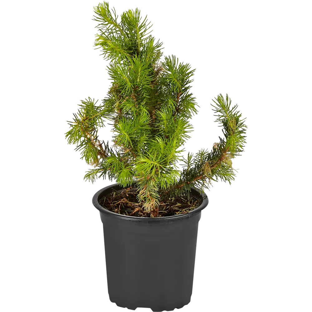 Santreyd Ель канадская Дезис Уайт - декоративная хвойная композиция 87718622 STLM-0075311