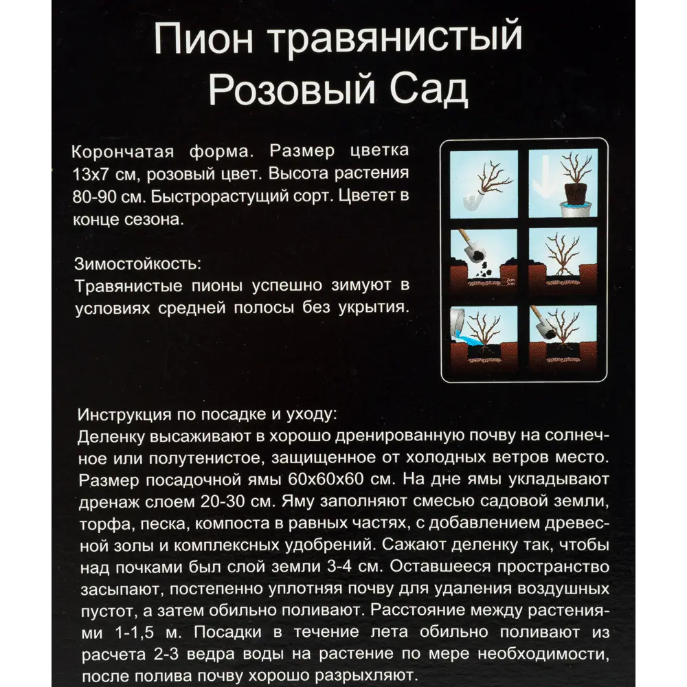 Пион травянистый Розовый сад в тубе 14379779 STLM-2129866 Santreyd  - Вид №2