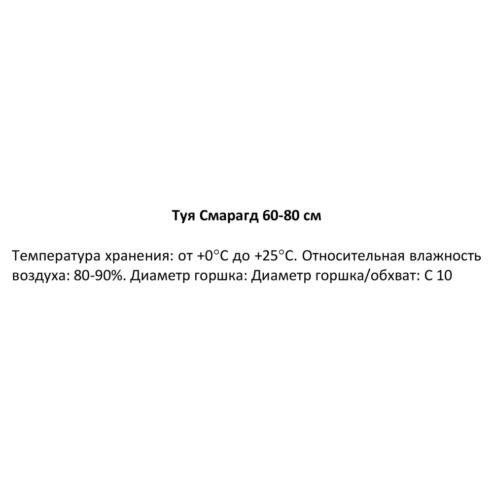 Туя Смарагд h60-80 см 85320119 STLM-2044558 Santreyd  - Вид №2