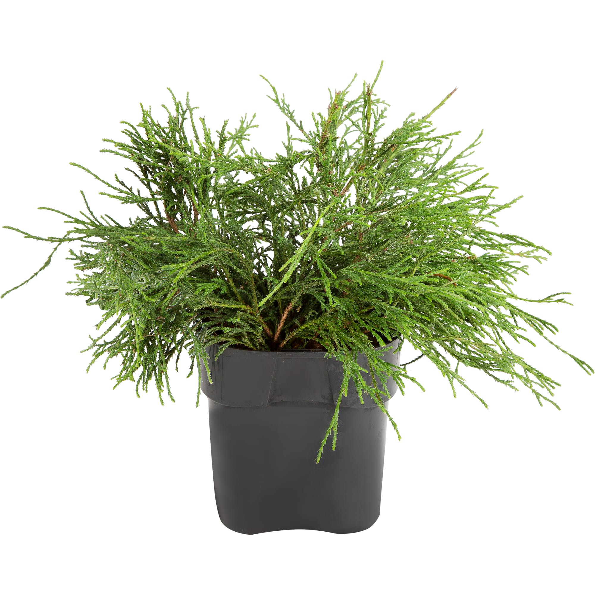 82176382 Кипарисовик горох «Филифера Нана» 2-3л 20 см Santreyd 