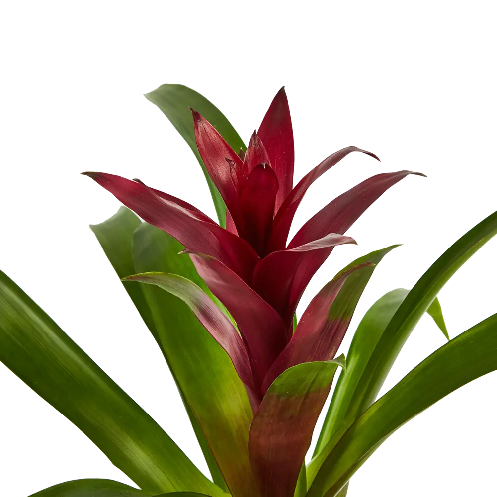 Бромелия Santreyd - тропическая красота для вашего интерьера 83738739 STLM-0044143 - Вид №4