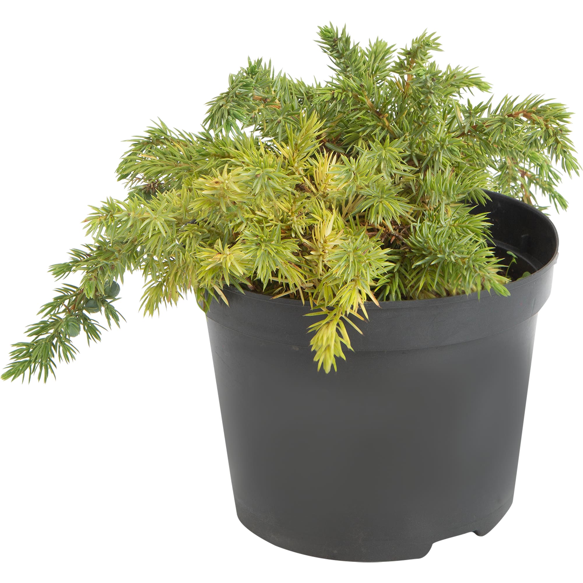 82644354 Можжевельник Конферта Шлягер h 25 см С2 Santreyd 