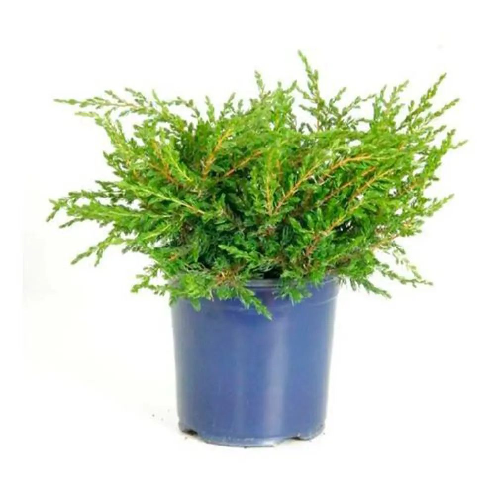 Можжевельник обыкновенный Репанда ø17 h20 - 25 см 89465489 STLM-2031166 PLANTMARKET  - Вид №1
