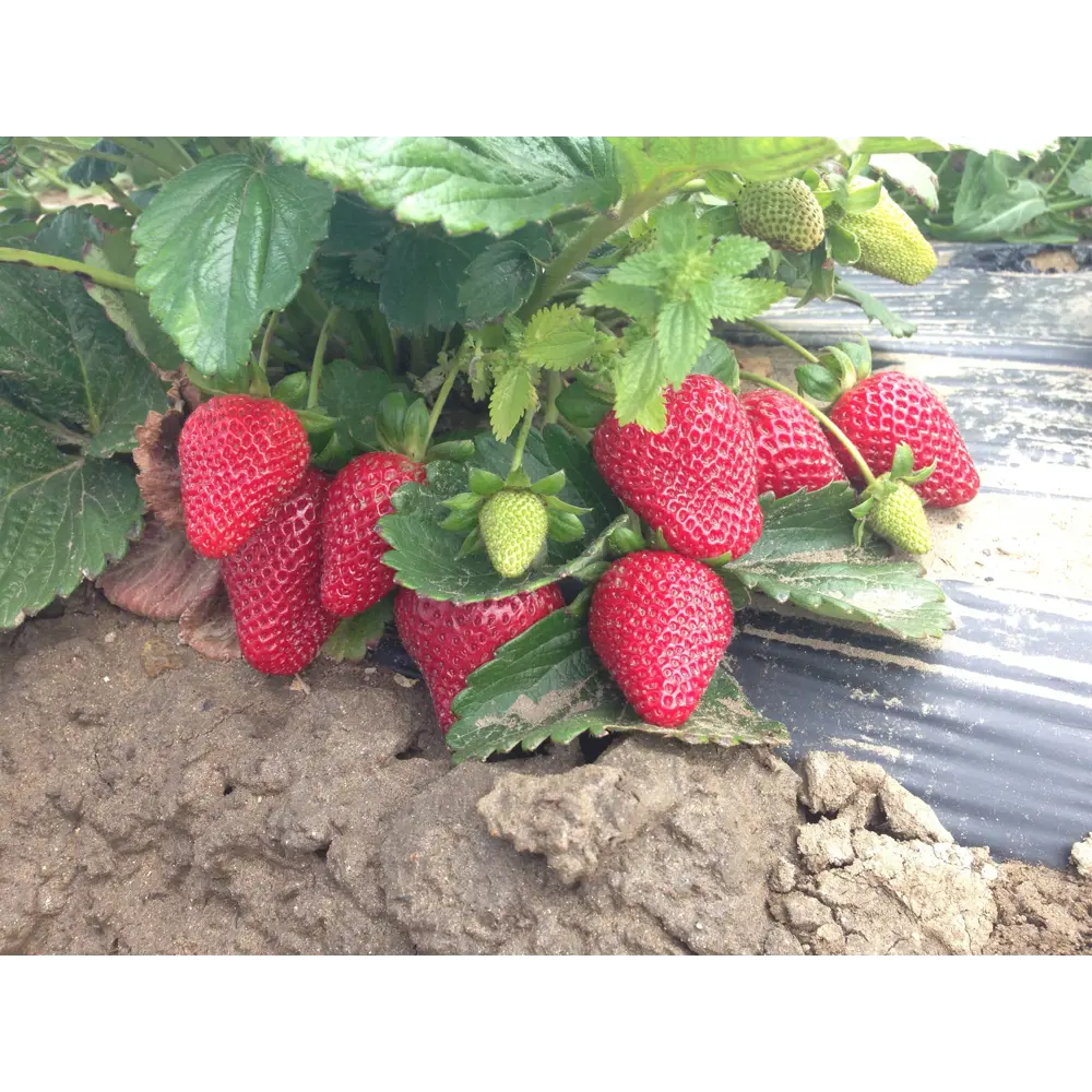 Земляника садовая «Сан Андреас» 9x15 см PLANTMARKET STLM-2208457 - Вид №2