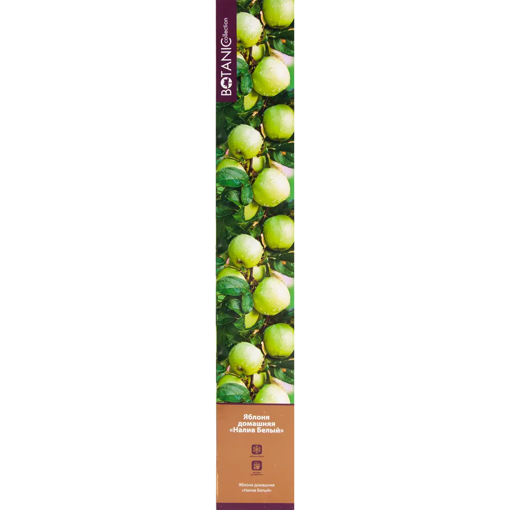 Яблоня домашняя Белый налив в тубе 82539581 STLM-2210497 BOTANIC COLLECTION 