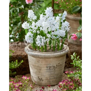 Santreyd Пушкиния Ливанская — луковицы для изысканного весеннего сада 89376786