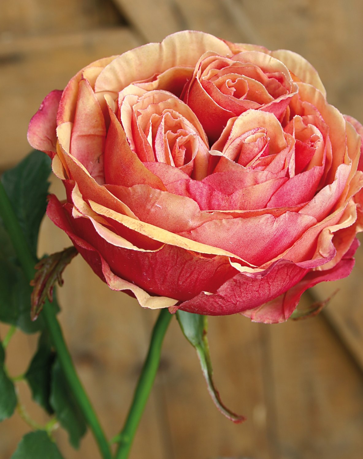 3270 553 a3 Искусственная роза Эквадор, 95 см, абрикос H-andreas 