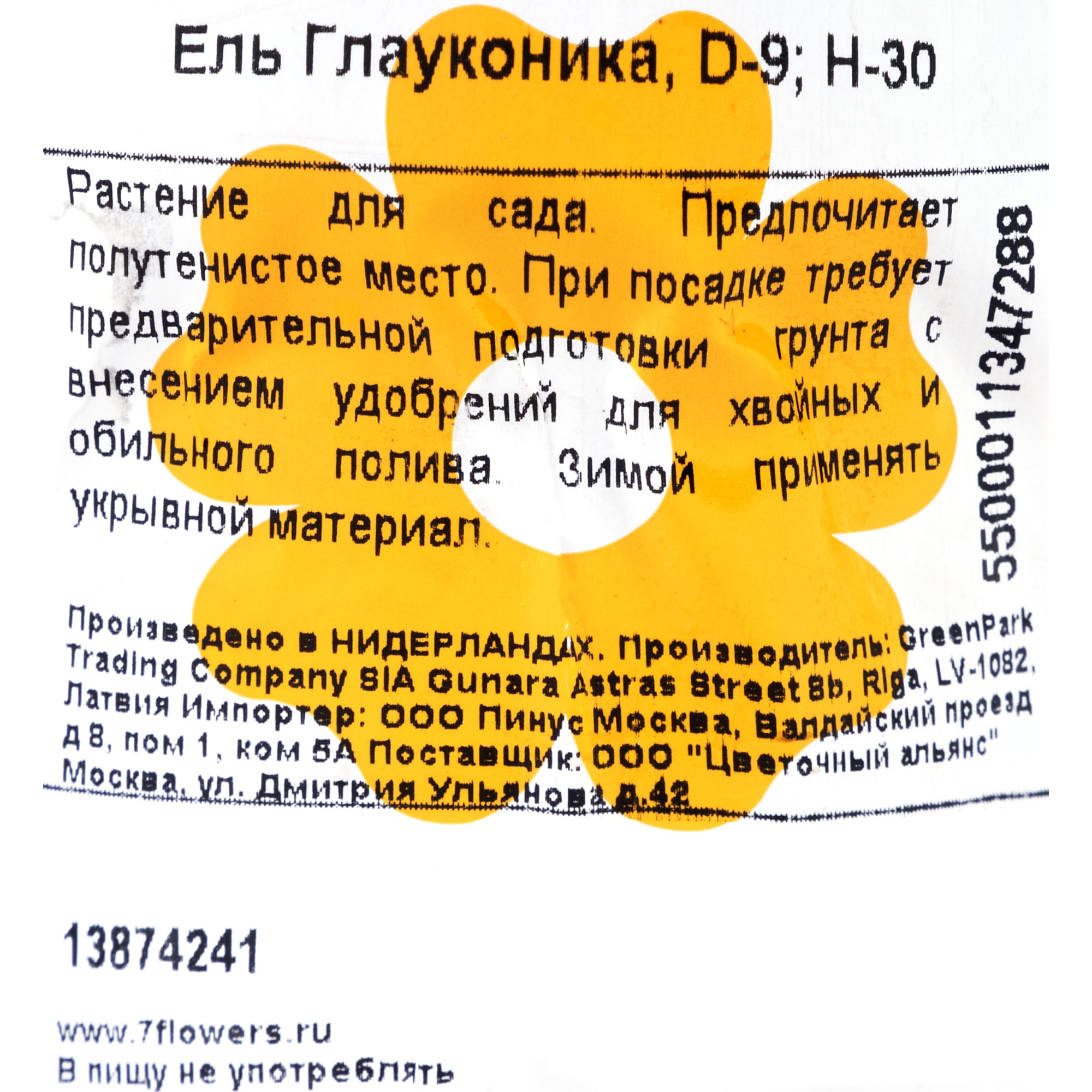 13874241 Ель живая «Глауконика», высота 30 см Santreyd  - Вид №1