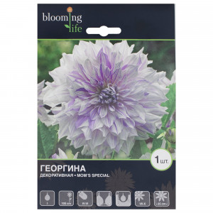 17511157 Георгина Мамс Спешл