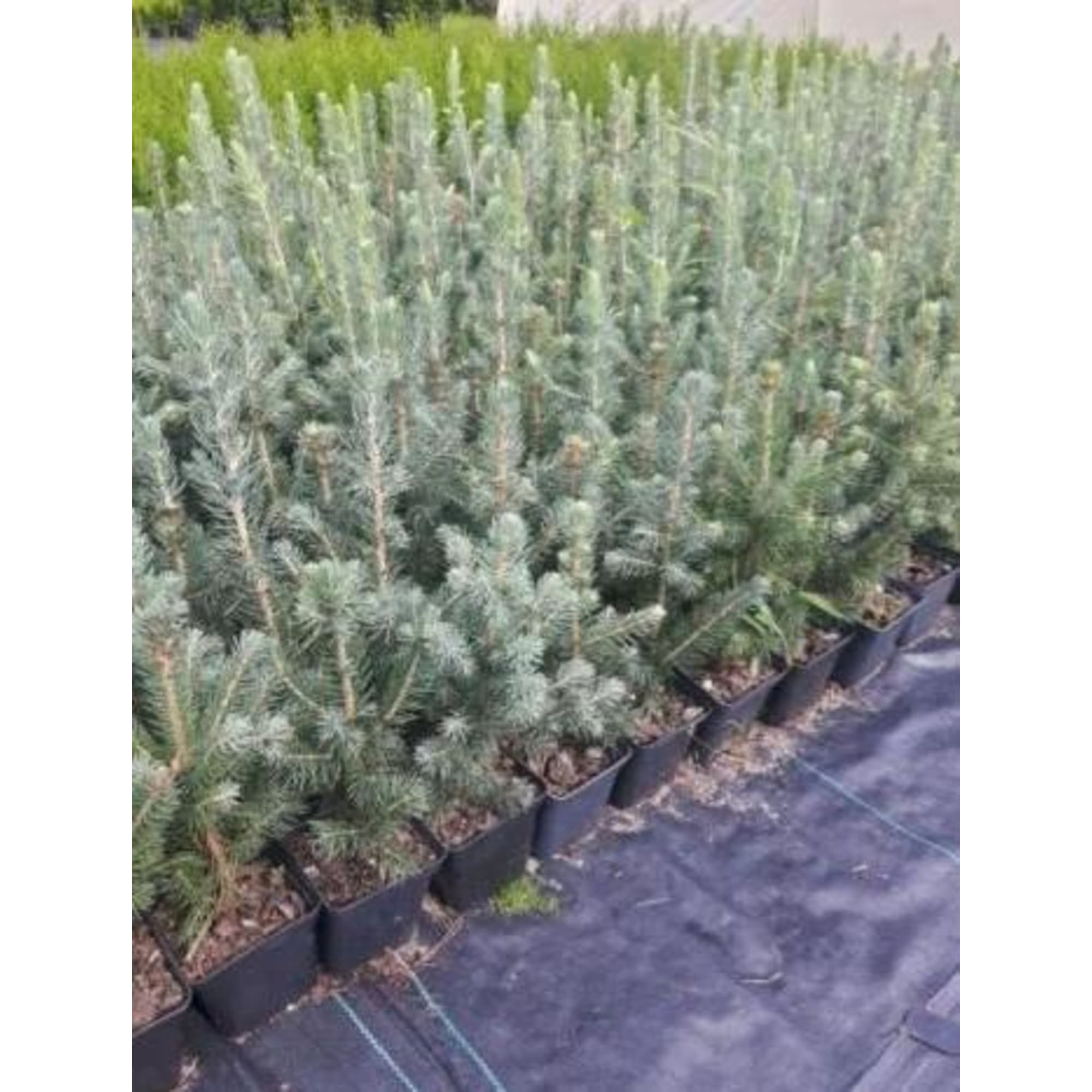 82601660 Ель Глаука «Маджестик Блю» 9x25 см Santreyd  - Вид №1