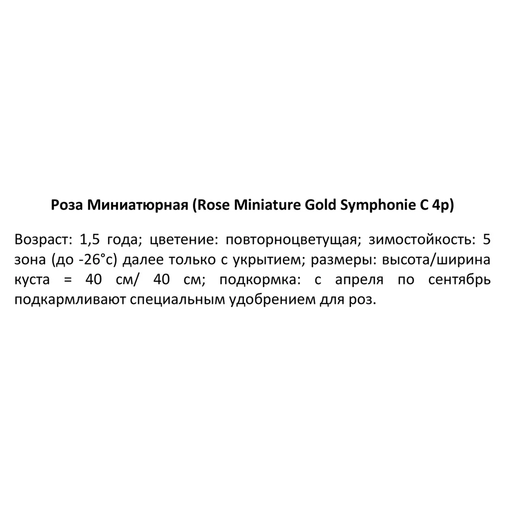 Роза миниатюрная Голд Симфони ø19 h55 см 84827392 STLM-2021506 PLANTMARKET  - Вид №2