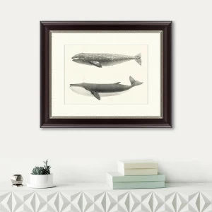 Литография на тонированной бумаге 42х52 см "The California Gray Whale (Rhachieanectes claucus), 1857 КАРТИНЫ В КВАРТИРУ  191743 Белый;коричневый;разноцветный