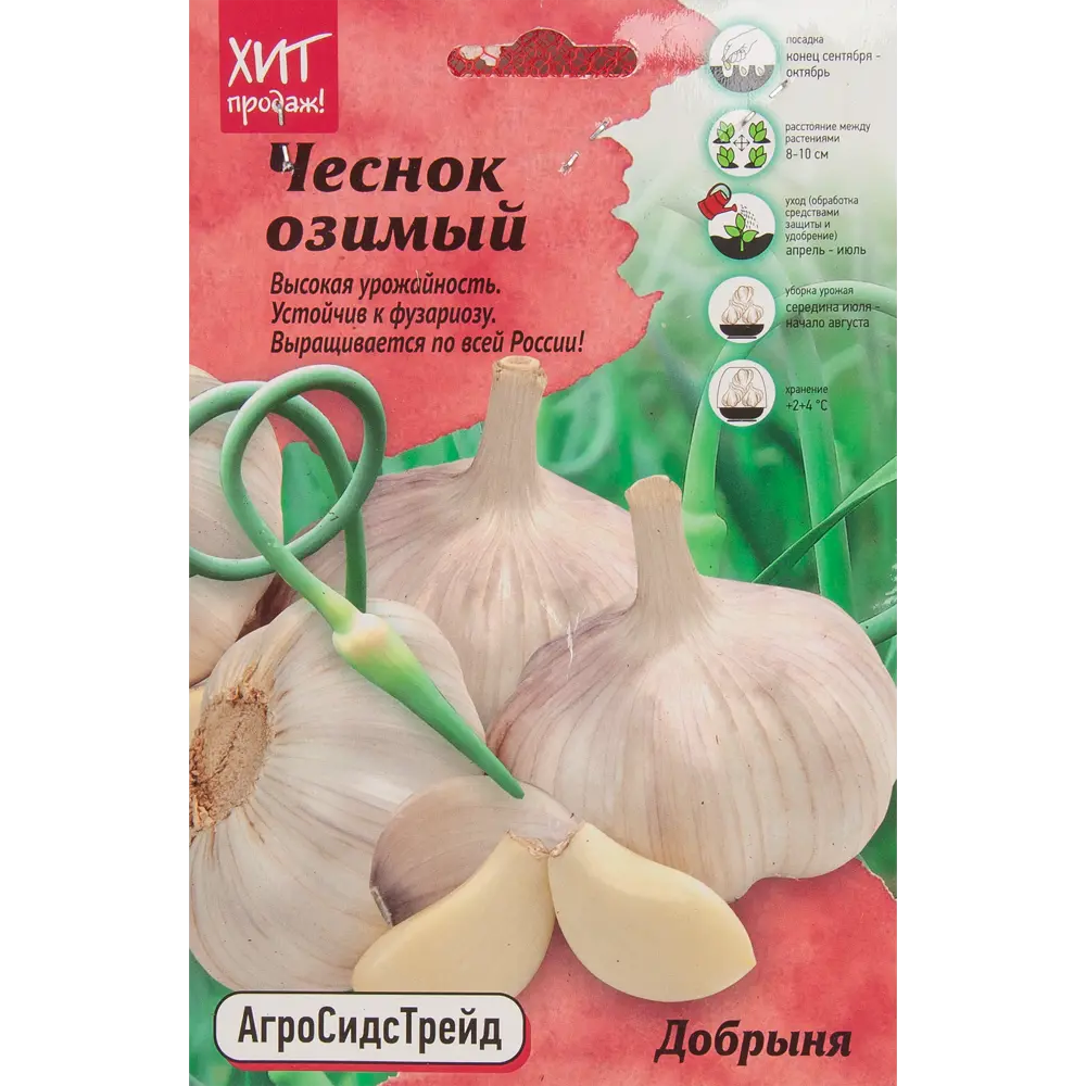 Santreyd Чеснок озимый Добрыня - 7 луковиц для богатого урожая 85273428 STLM-0954836