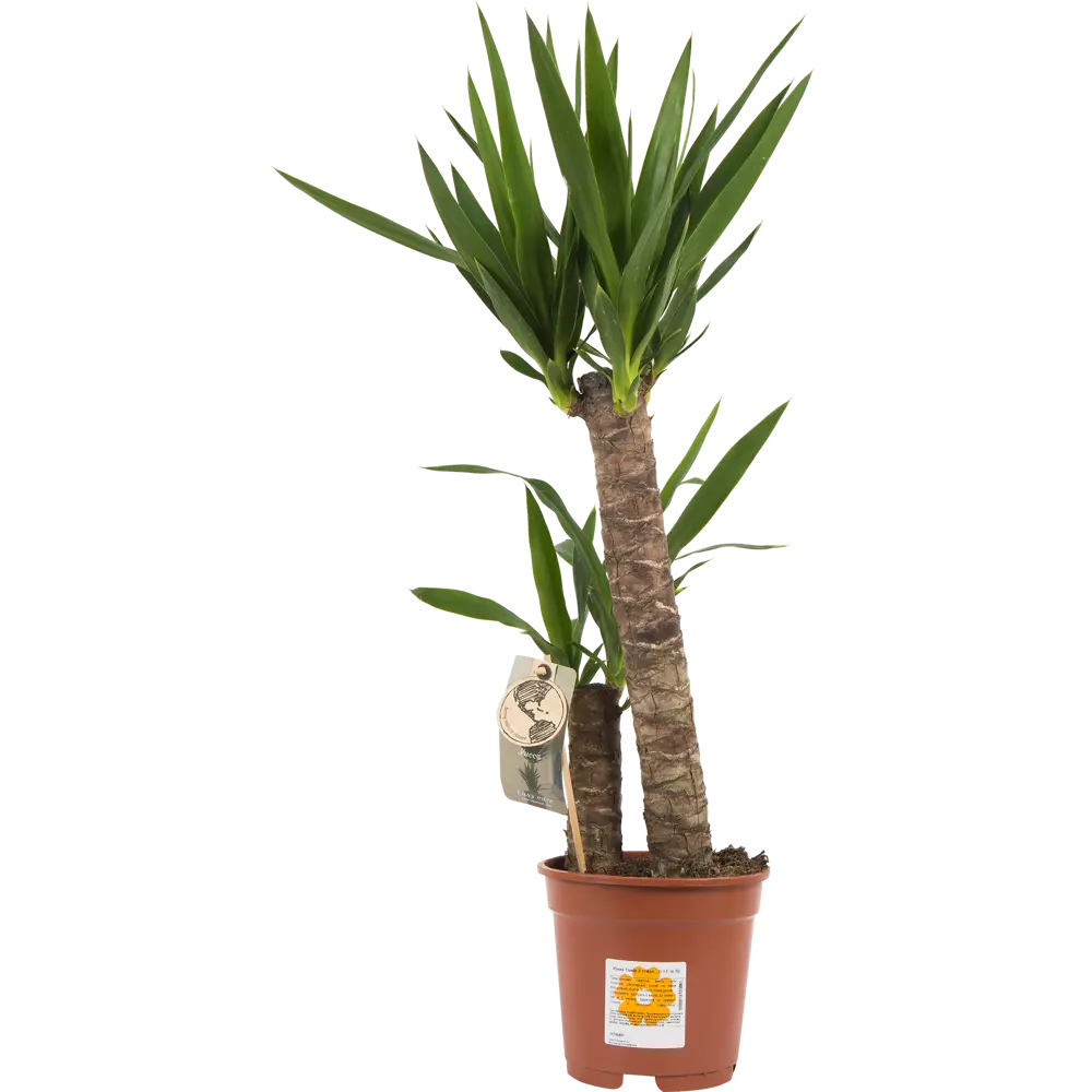 Santreyd Юкка элефантис — экзотическое украшение интерьера 15745401 STLM-0006292 - Вид №2