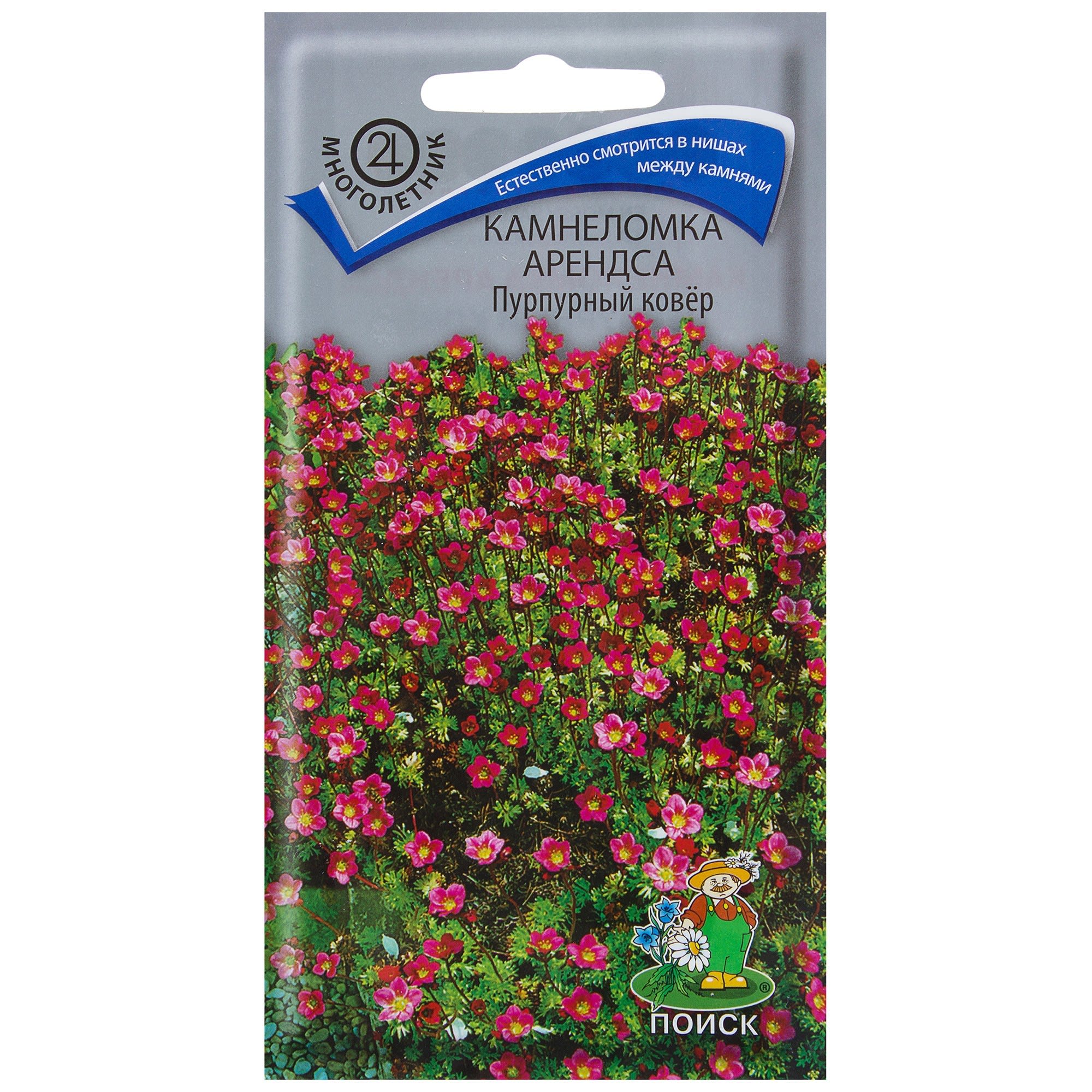 17229320 Камнеломка «Арендса Пурпурный ковёр» Santreyd 