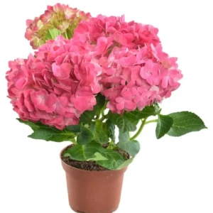 Гортензия микс ø11 h16 см 83738776 STLM-2182411