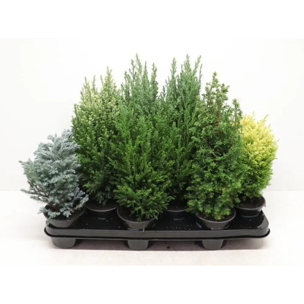 Кипарисовик Santreyd - вечнозеленое украшение сада 89363490 STLM-0962663