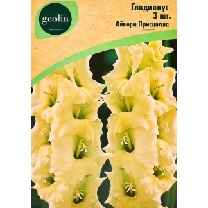 Гладиолус Айвори Присцилла, 3 шт.
