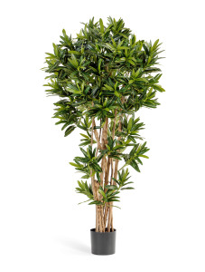 10.37806N Кротон Голдфингер Рефлекса Цветочная коллекция