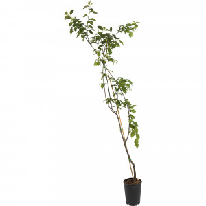 82597134 Слива «Стенлей» C4 высота 140 см