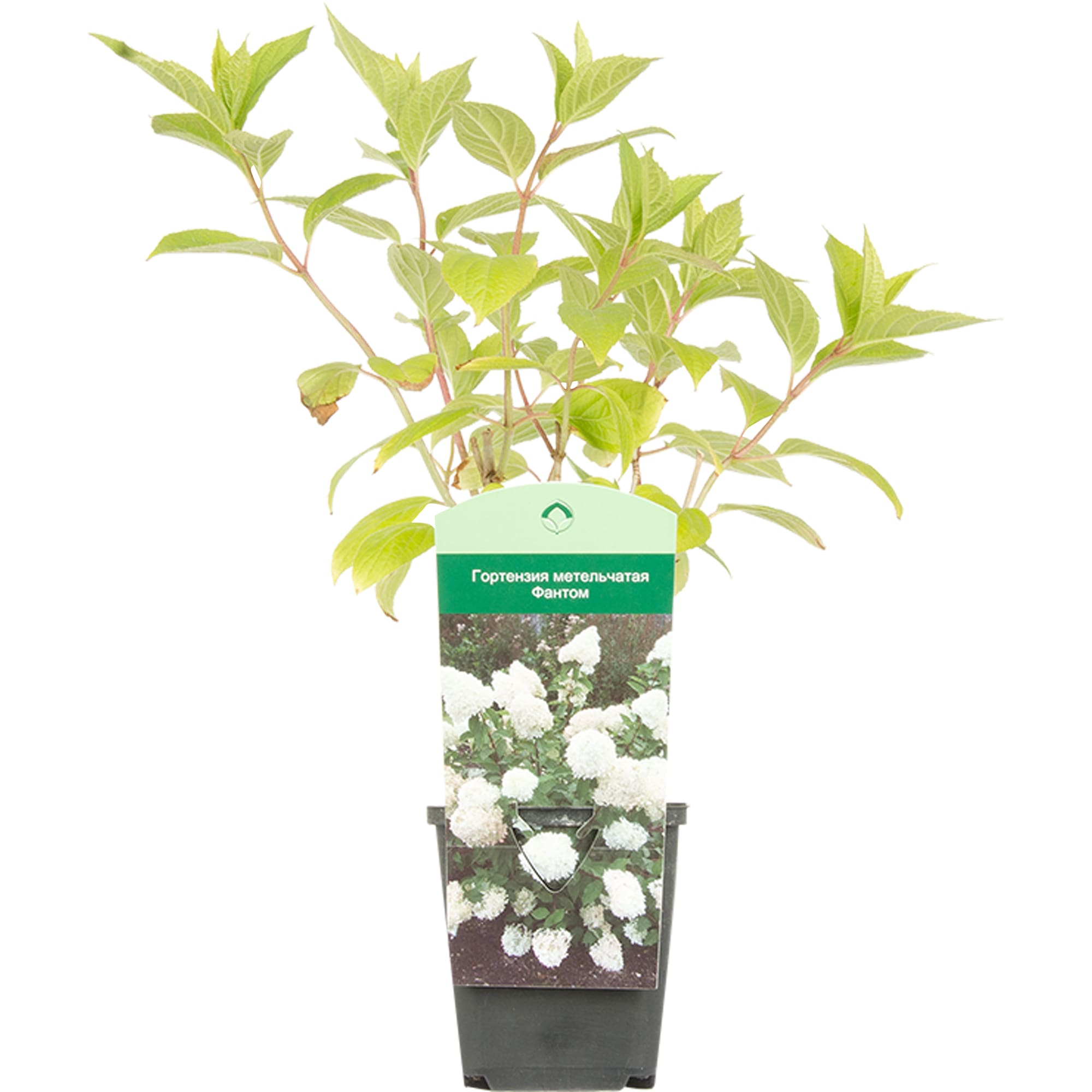 15711366 Гортензия метельчатая Фантом P9 Santreyd 