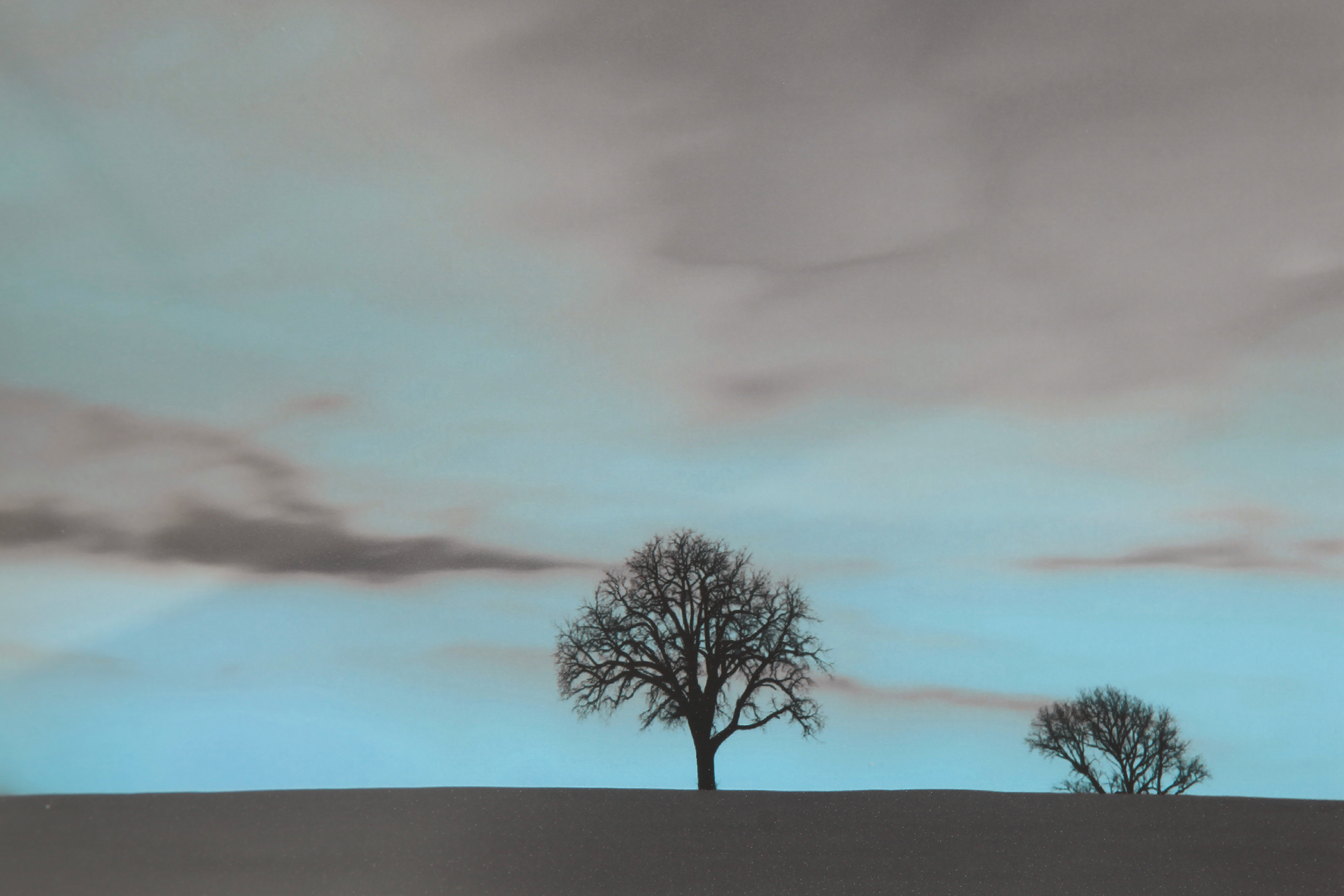 2000983162304 Постер The Lone Tree LA FORMA  - Вид №1