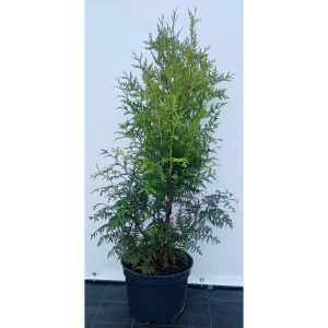 Туя западная Брабант ø28 см h80-100 см 85088215 STLM-2118311