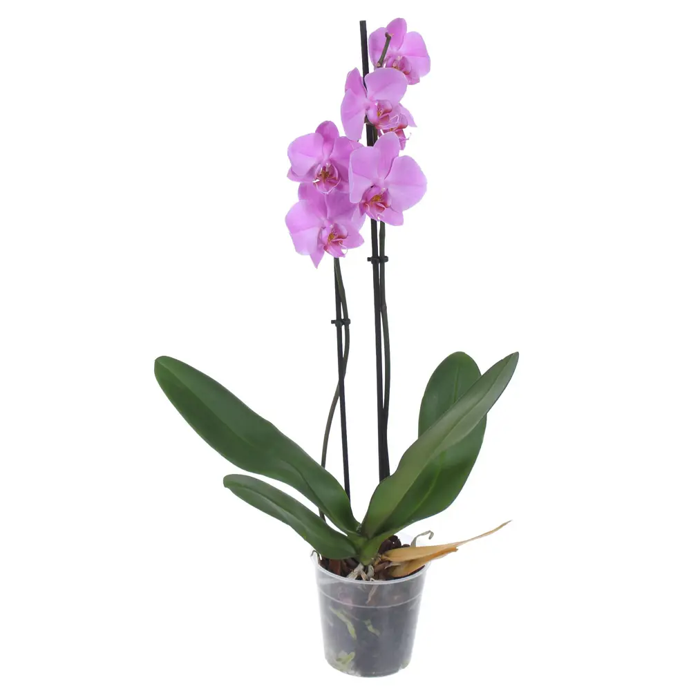 Santreyd Фаленопсис микс - изящная орхидея для вашего интерьера 89387399 STLM-1468871