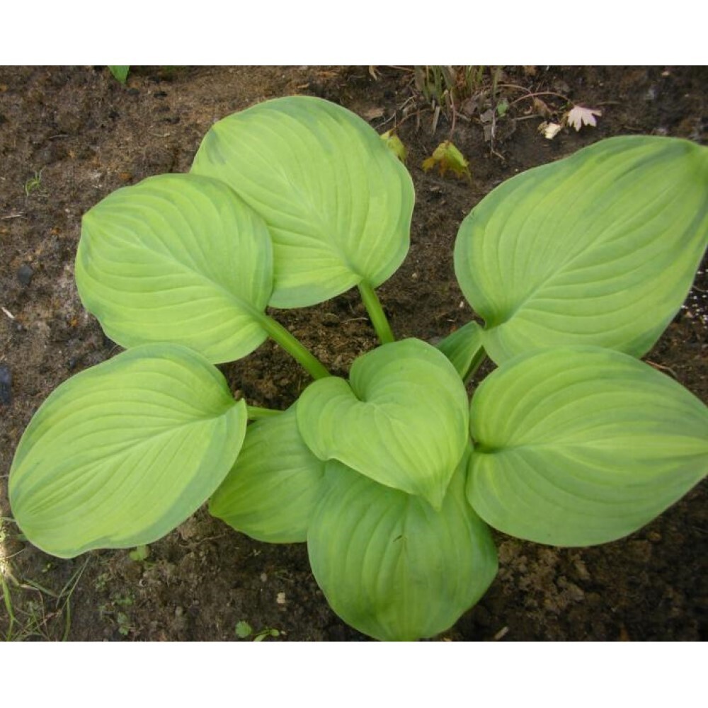 Хоста Гуакамоле - многолетний декоративный саженец для сада 87691031 Santreyd STLM-0075020