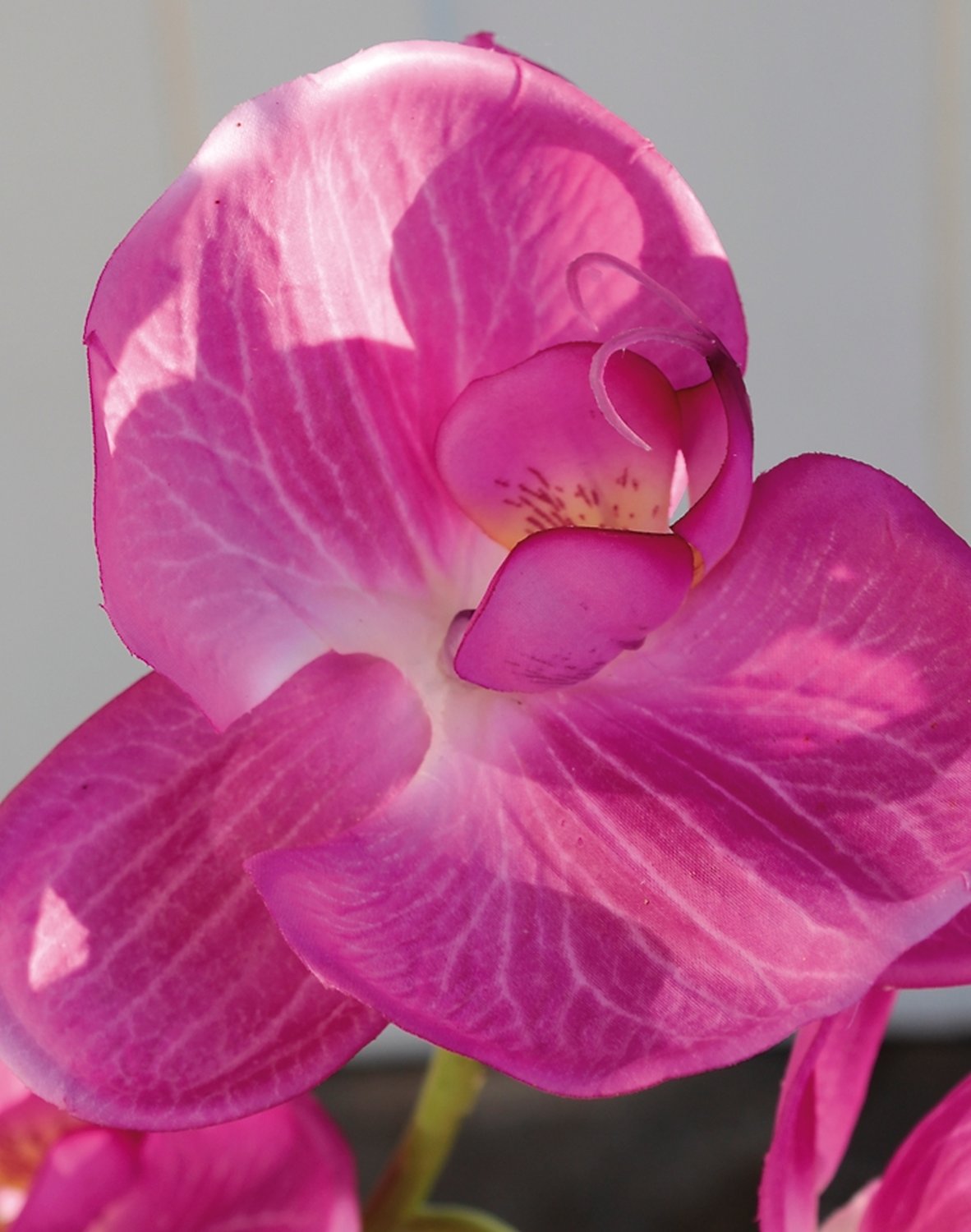 2407 420 a3 Искусственная орхидея Phalaenopsis, 114 см, real touch, вишня H-andreas 