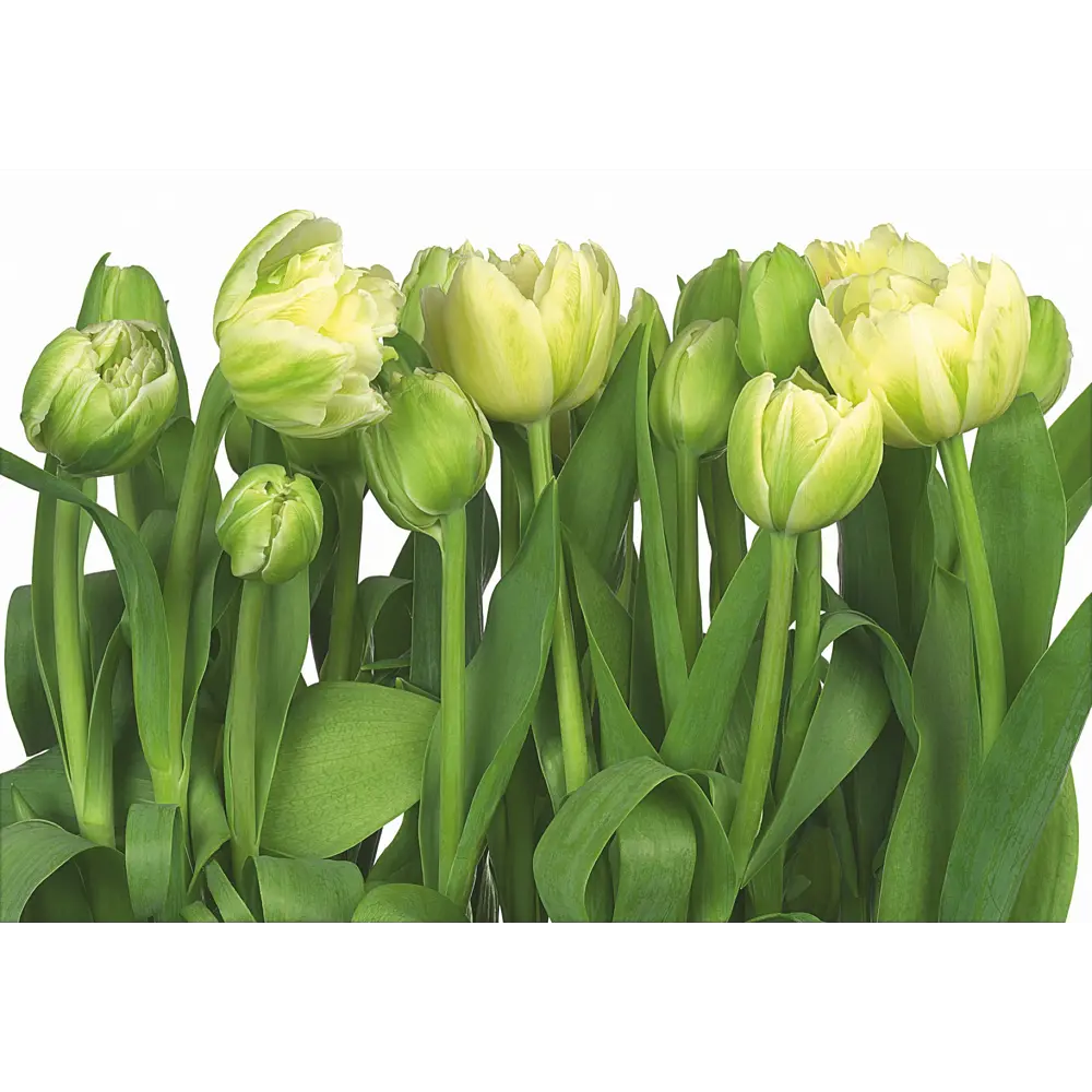 Фотообои бумажные, 368х254 см, KOMAR Тюльпаны 13273876 STLM-2009520 Tulips