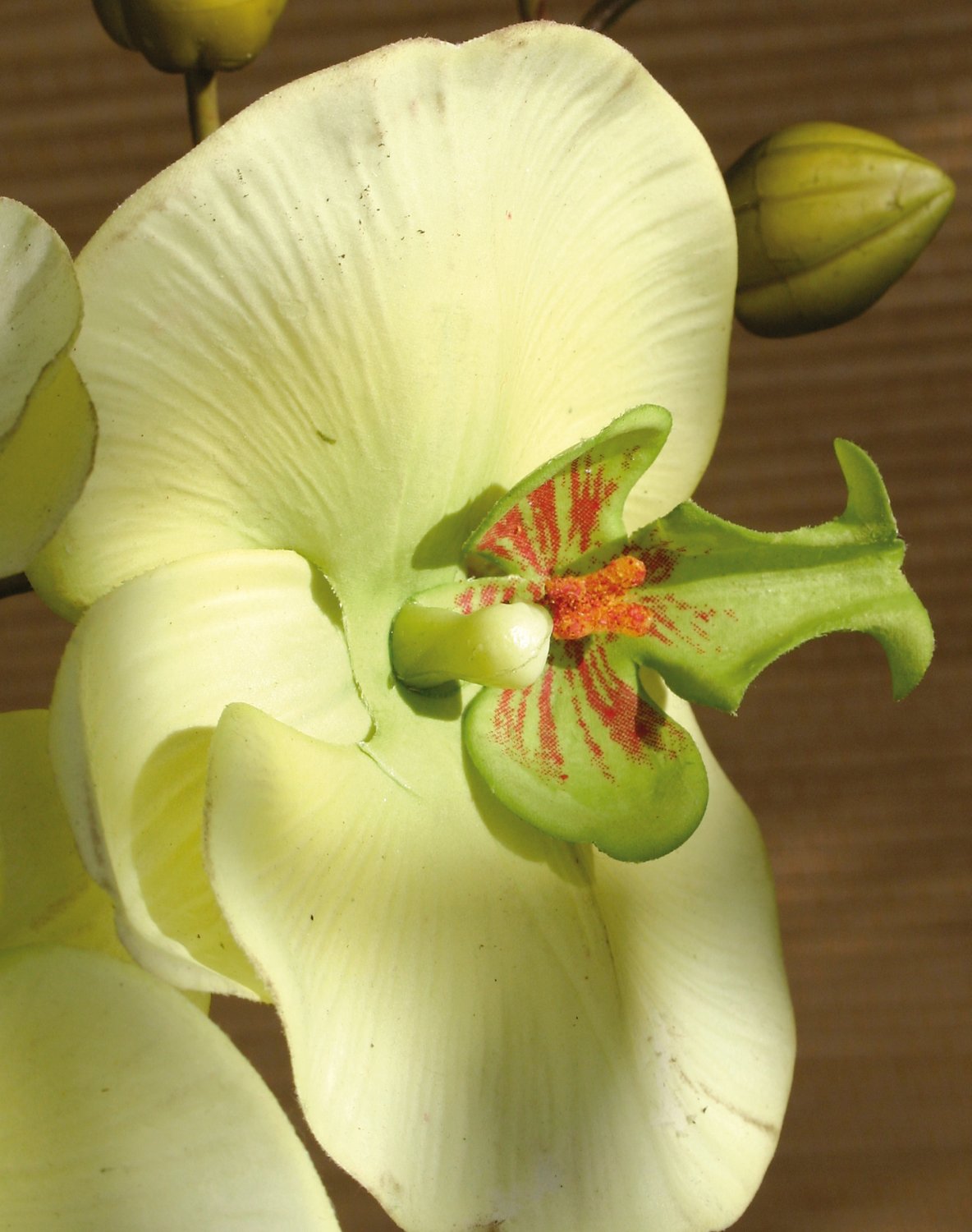 2581 788 a3 Искусственная орхидея Phalaenopsis, 103 см, real touch, бежево-зеленая H-andreas  - Вид №1