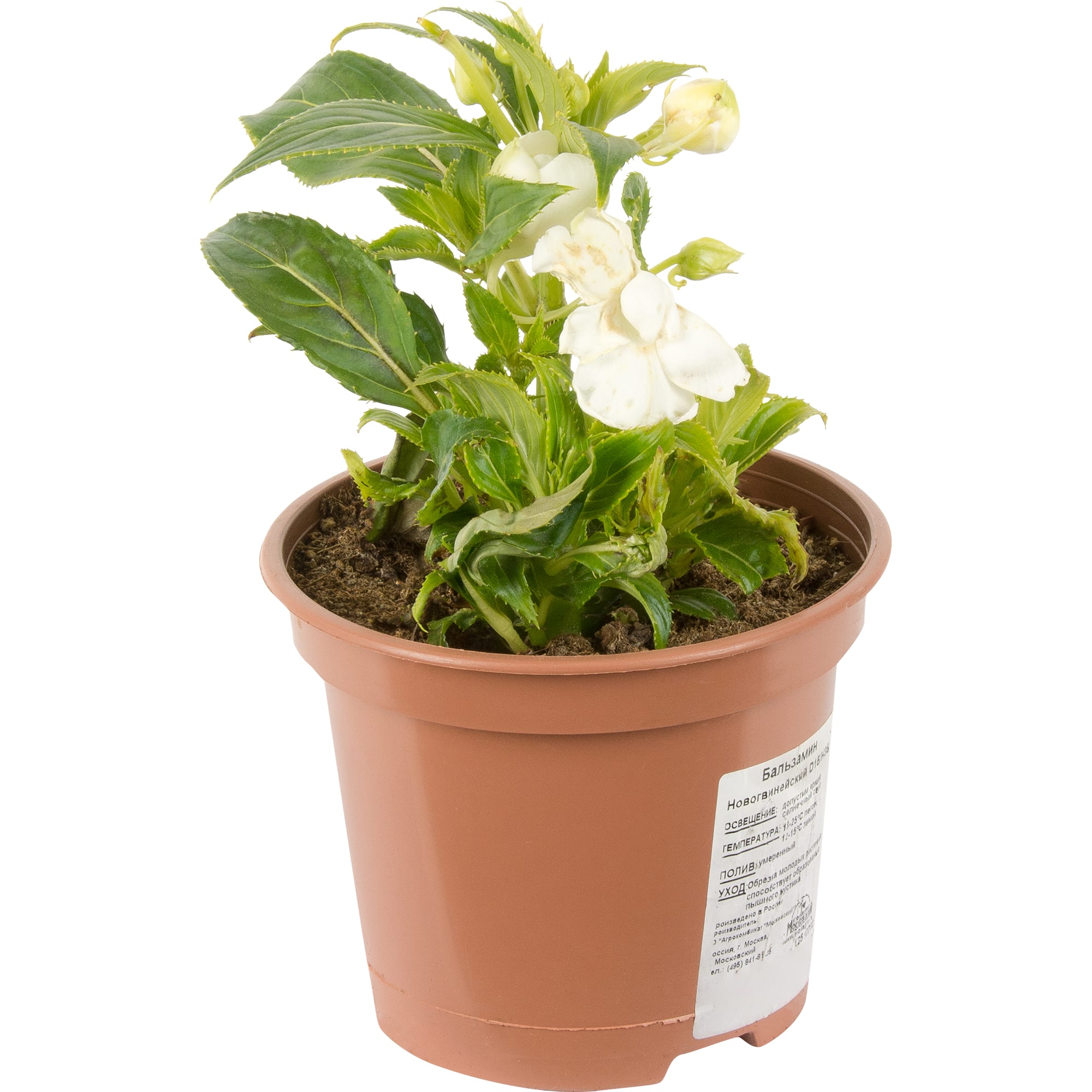 12510702 Бальзамин новогвинейский 15х35 см Santreyd 