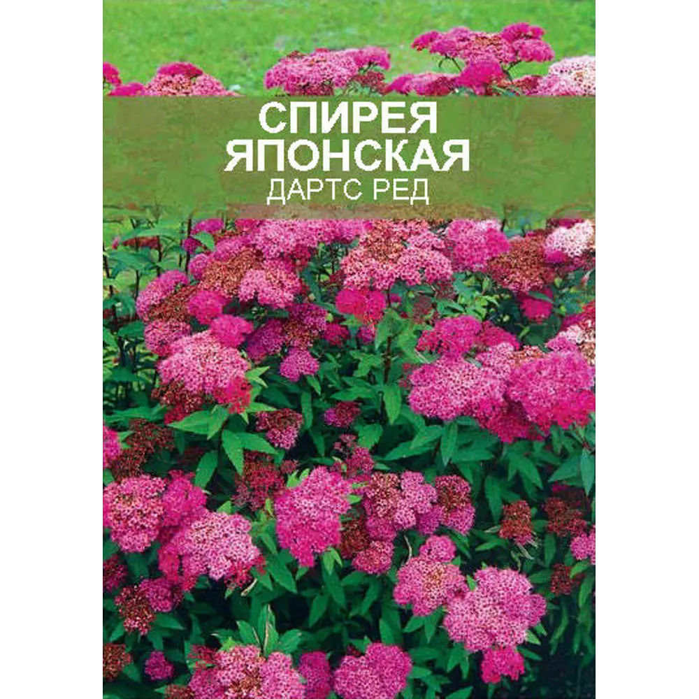 Спирея японская Дартс Ред ø15 h35 см 85670452 STLM-2200313 Santreyd 
