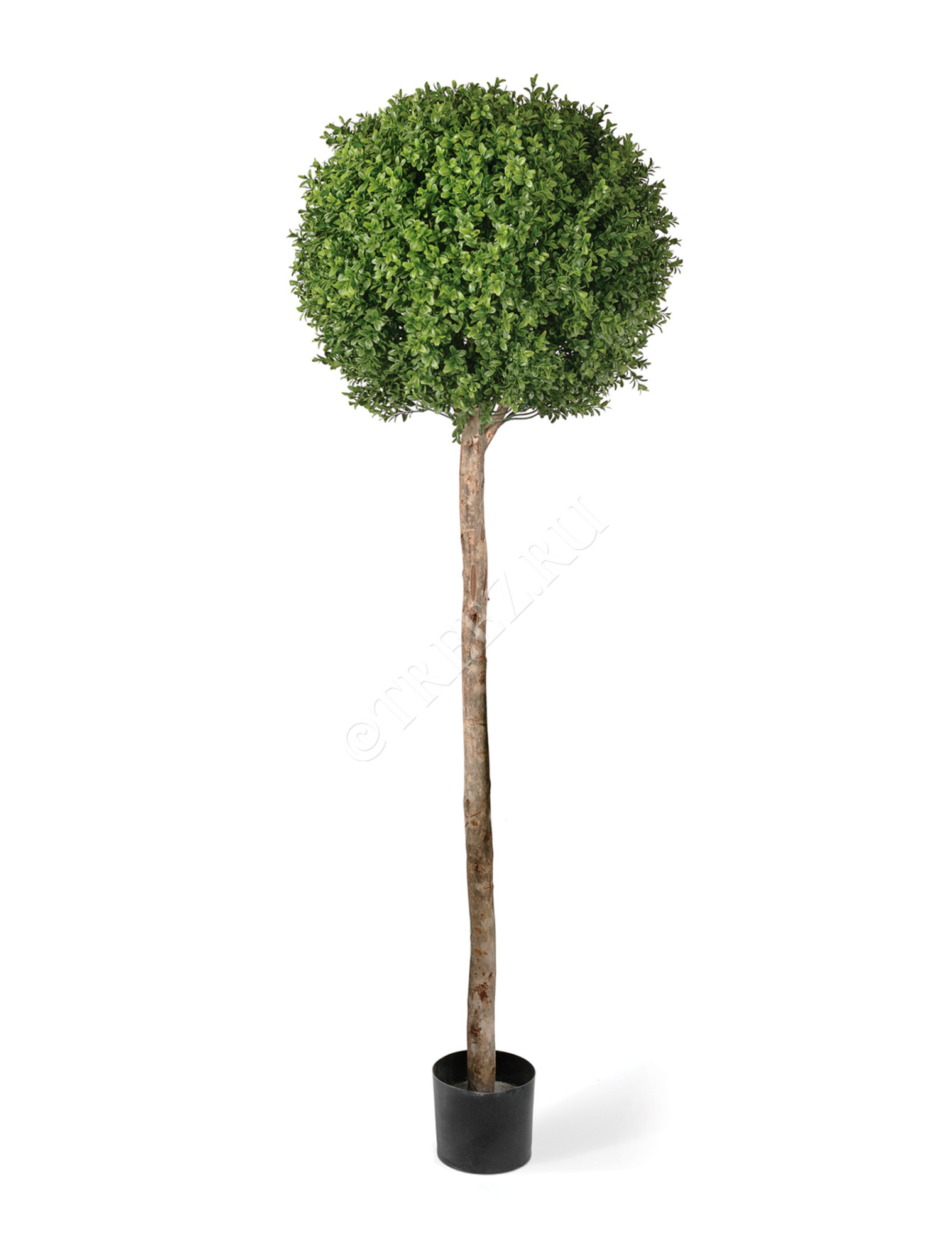 10.44305N Самшиты Шары уличные на высоком стволе Цветочная коллекция 