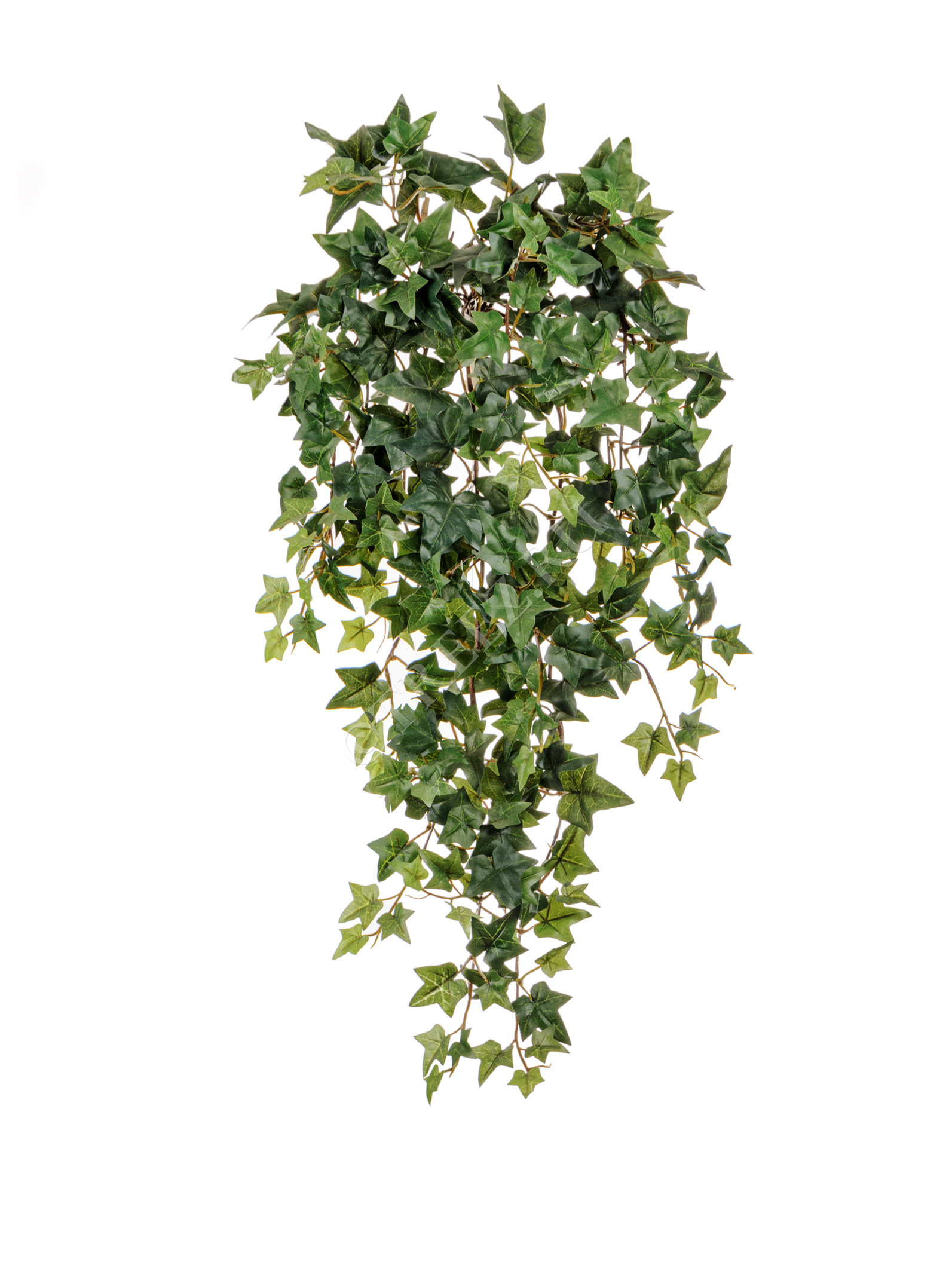 20.1135N Английский плющ Новый Цветочная коллекция  - Вид №1