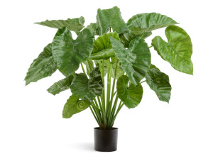 20.55503N Алоказия Калидора куст большой Цветочная коллекция