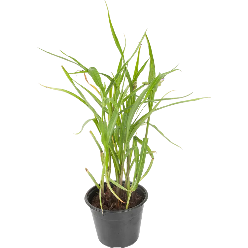 Традесканция «Конкорд Грейп» 14x40 см 82625244 STLM-2114862 PLANTMARKET 