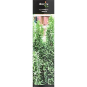 Туя западная Смарагд в тубе 82539538 STLM-2179482