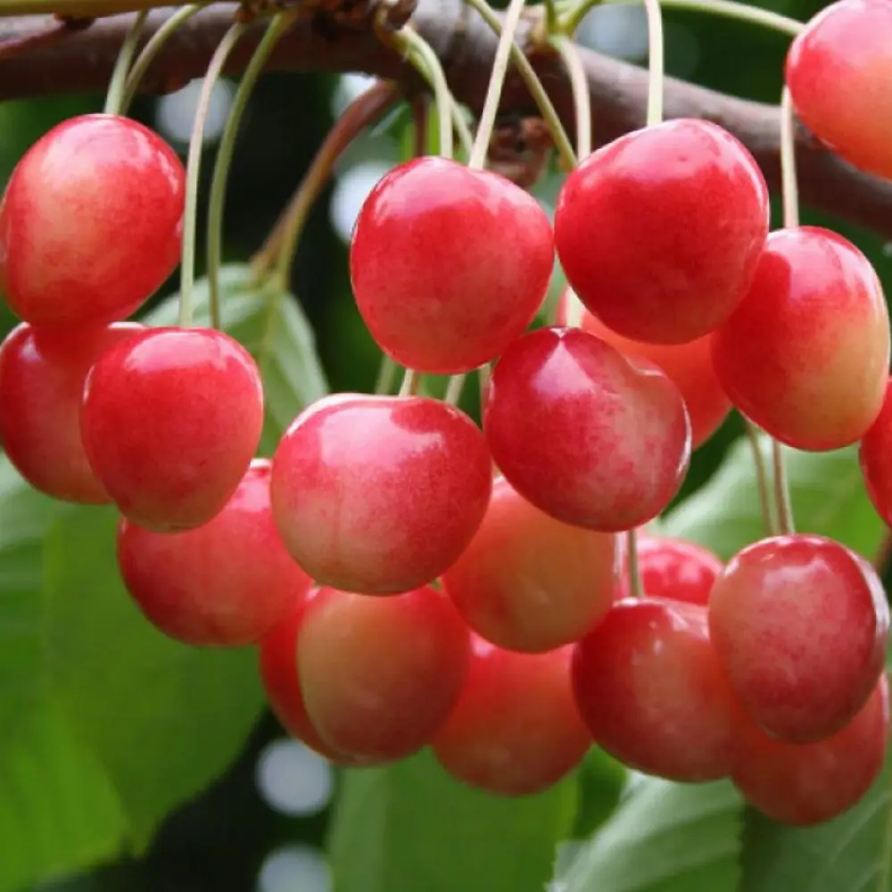 Черешня Медуница пакет PLANTMARKET STLM-2036201