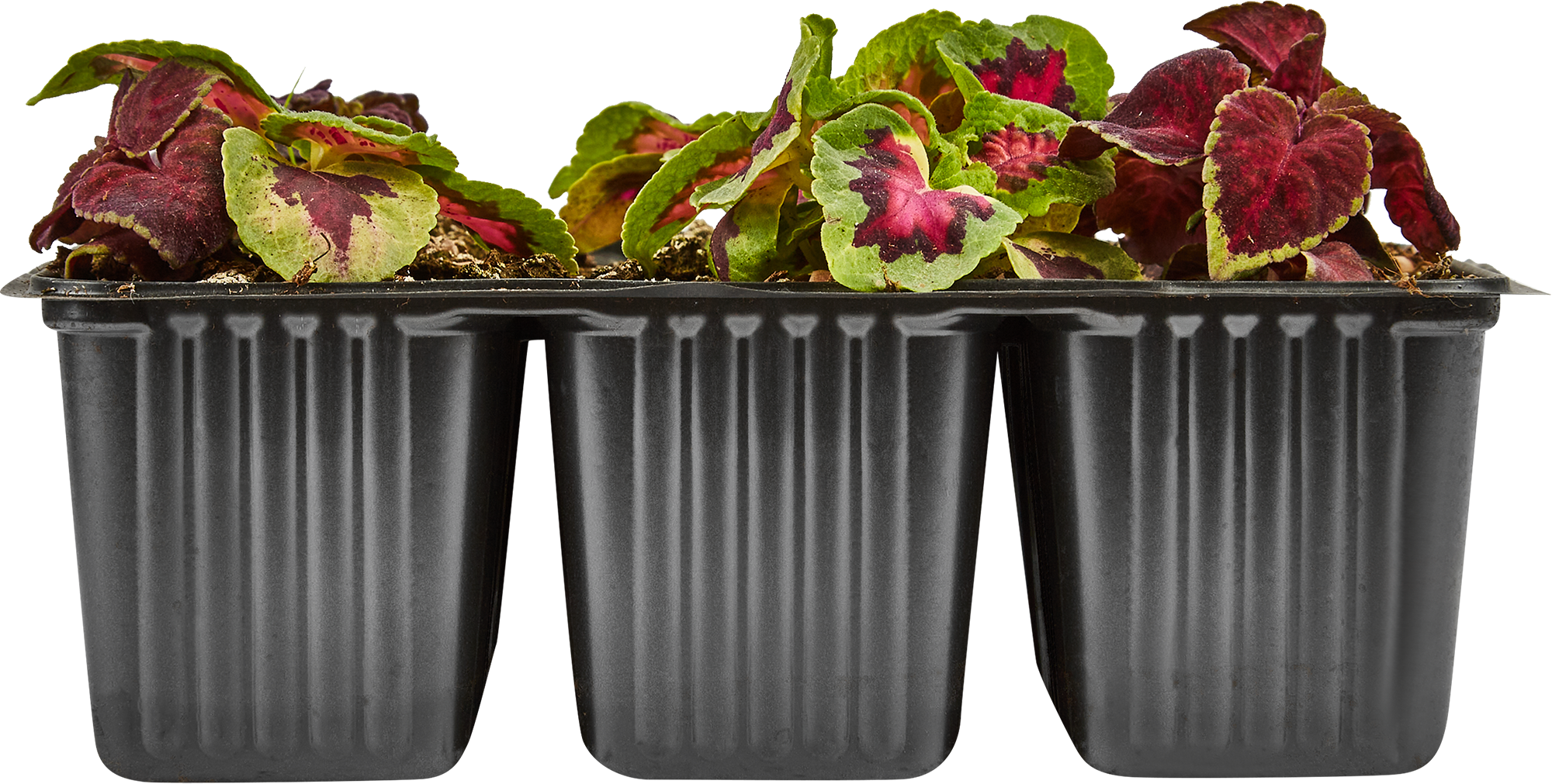 Колеус микс Santreyd - декоративный саженец для яркого сада 82625819 STLM-0032255 - Вид №1