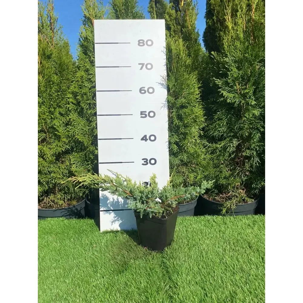 Можжевельник Холгер Santreyd — декоративный хвойный кустарник для ландшафтного дизайна 89355405 STLM-0953317