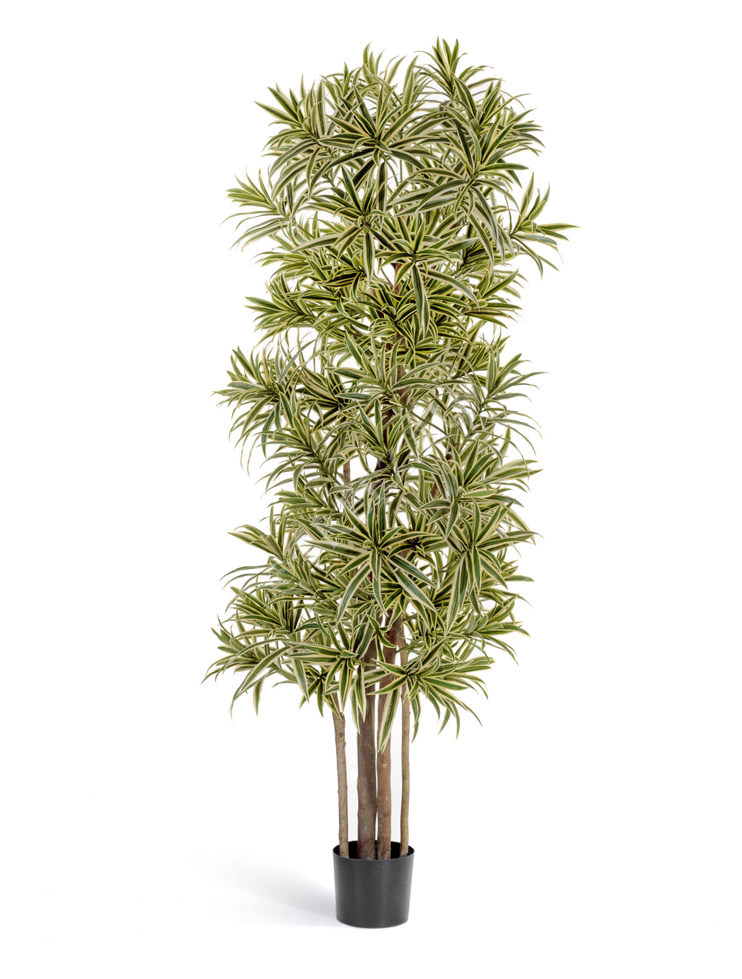 10.36704NG Драцена Рефлекса Золотая Цветочная коллекция 