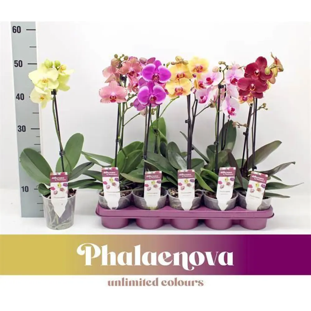 Фаленопсис сортовой микс - цветущая орхидея в горшке ø12 см 89412363 Santreyd STLM-1584964
